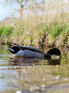 野鸭水中低头觅食景象