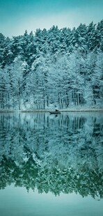 宁静湖面映雪林美景