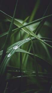 晶莹露珠点缀翠绿青草
