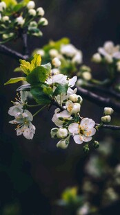 枝头绽放的白色花朵