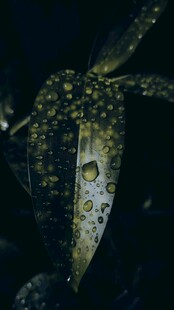 叶片上晶莹的水珠