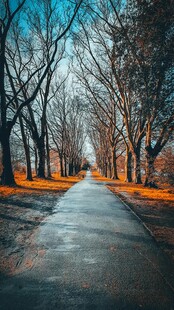 秋日林间静谧小路
