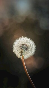 孤独蒲公英绽放生命之美