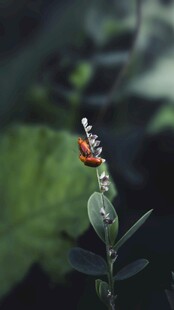 绿叶间的艳丽花朵