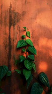红墙旁的翠绿爬藤植物