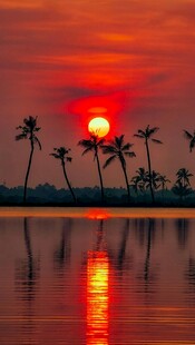 夕阳下的椰林湖畔美景