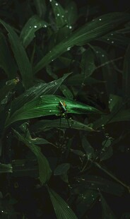 暗夜中的翠绿叶片