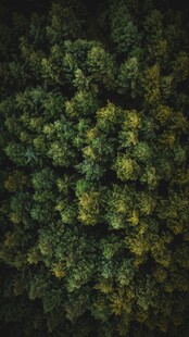 俯瞰茂密森林景观
