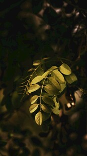阳光下的翠绿树叶