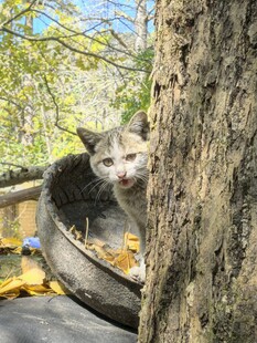躲在树旁的可爱猫咪