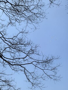 冬日枝头的蓝天景致