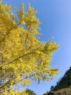 金黄银杏映蓝天