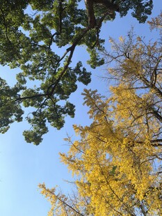 秋日银杏与绿树相映蓝天