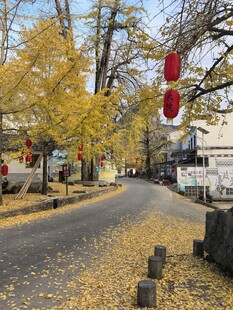 秋日街道挂红灯笼美景