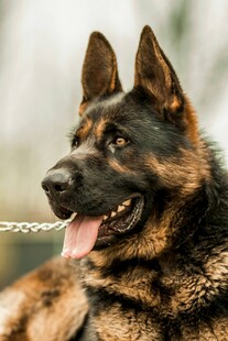 德国牧羊犬特写