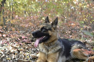 林间休憩的德国牧羊犬
