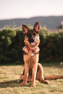 德国牧羊犬端坐于草地
