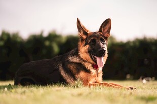 阳光下休憩的德国牧羊犬