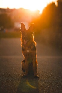 夕阳下的可爱小狗