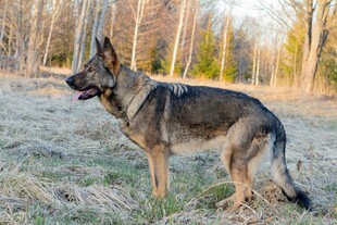德国牧羊犬站立于草地