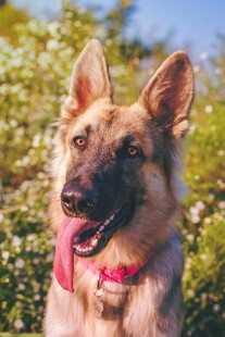 阳光下的可爱德国牧羊犬