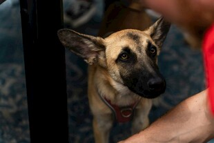 人与萌犬互动瞬间