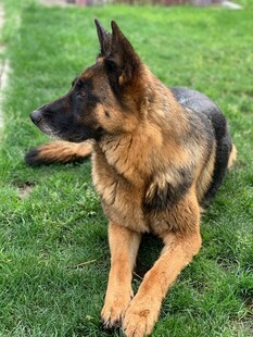 德国牧羊犬休憩于绿草地