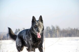 雪地中的黑犬