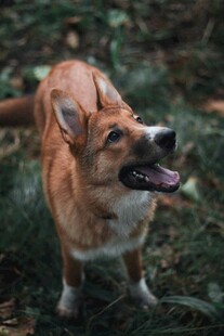 草地上欢快的柯基犬
