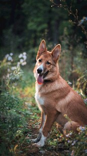 林间可爱的柴犬