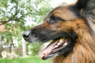 户外微笑的长毛犬