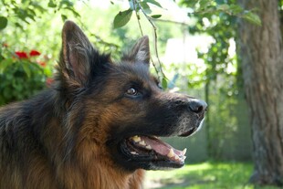 阳光下的德国牧羊犬