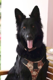 帅气黑犬身着个性服饰