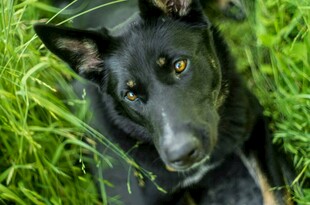 草丛中的黑犬