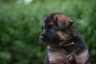 可爱幼犬转头望绿色背景