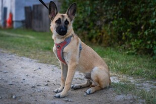 坐着的帅气马犬