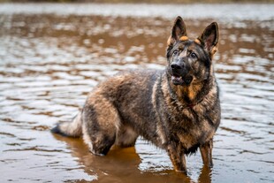 水中站立的德国牧羊犬