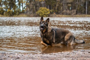 水中的德国牧羊犬