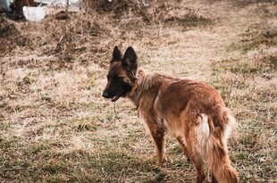 站立的棕毛犬