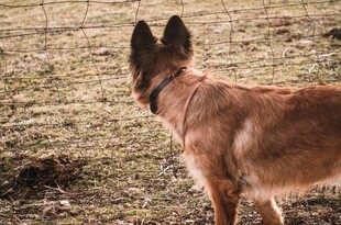站立的棕色犬