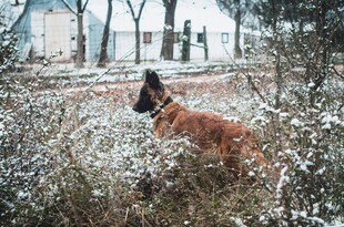 雪地中站立的棕色大狗
