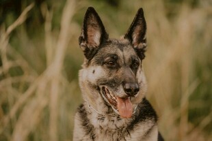 田野中的开心德国牧羊犬