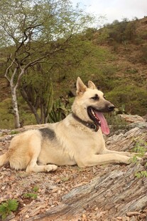 户外休憩的德国牧羊犬