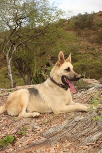 德国牧羊犬休憩于林间