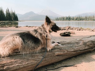沙滩上休憩的德国牧羊犬