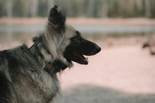 德国牧羊犬户外侧影