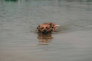 水中嬉戏的狗狗