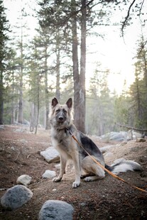 森林中的德国牧羊犬