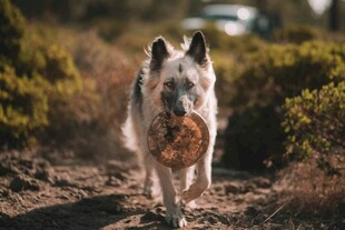 狗狗叼球在户外奔跑