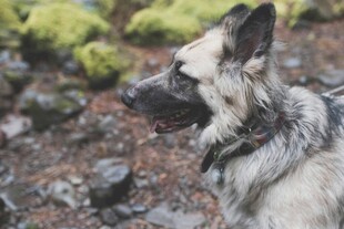 户外中的帅气牧羊犬